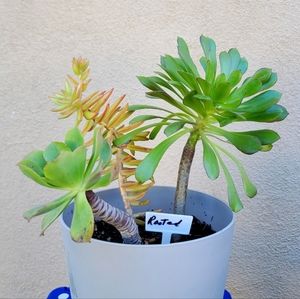 Live Mixed Succulent Plants (3pc) Rooted